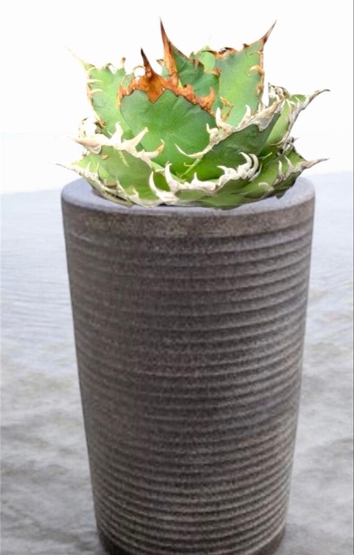 Shigaraki Ware Large Planter Pot Cover Ceramic Agave Caudex Plant 10-gou - 1